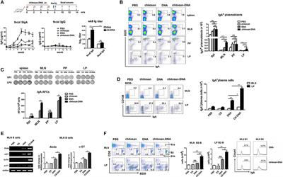 Mesenteric CD103+DCs Initiate Switched Coxsackievirus B3 VP1-Specific IgA Response to Intranasal Chitosan-DNA Vaccine Through Secreting BAFF/IL-6 and Promoting Th17/Tfh Differentiation